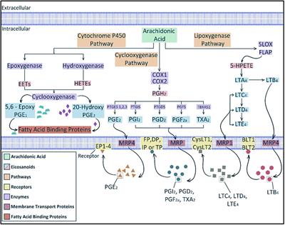 The Role(s) of Eicosanoids and Exosomes in Human Parturition